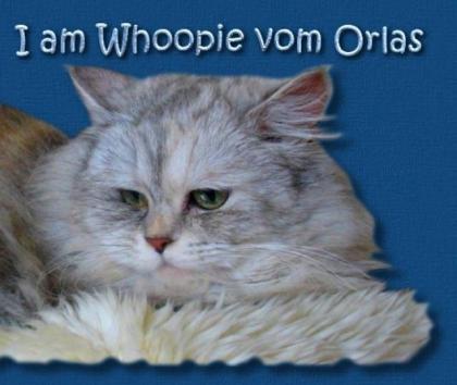 Britisch Langhaar / Highlander Katze in black silver torbie classic
