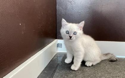 Abgabe bereite BKH blue point kitten
