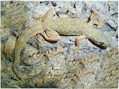 Hausgeckos Stück 7Euro