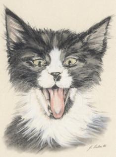 Geschenkgutscheine für Tierportraits