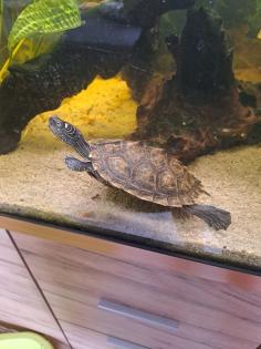 2 Mississippi höckerschildkröte Zubehör