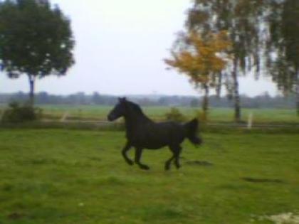 Hübscher . intelligenter Ponywallach