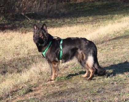 Rüden Welpen Altdeutscher Schäferhund DDR Linien