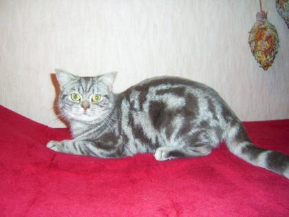 BKH DECKKATER BLUE-SILVER-CLASSIC-TABBY
