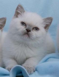 Suche BKH Deckkater lilac-point Blutgruppe B