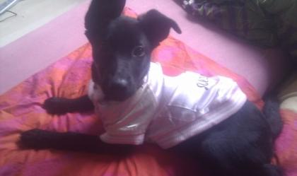 Schäferhund labrador mix 14 wochen alt