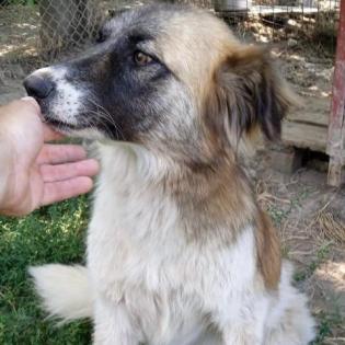 Penny - kein spielfreudiger Hund mit souveräner Ausstrahlung