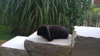 Mini-Zwergkaninchen Widder