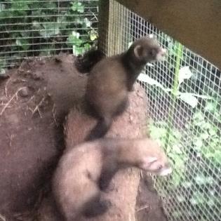 Biete Frettchen geb. Anfang Mai d. J. Rüden und Fähen.