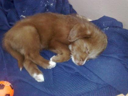 Labrador-Mix Welpen
