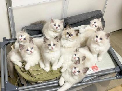 Wunderschöne Ragdoll-Kätzchen
