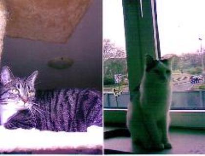 Cloe und Max suchen ein neues Zuhause