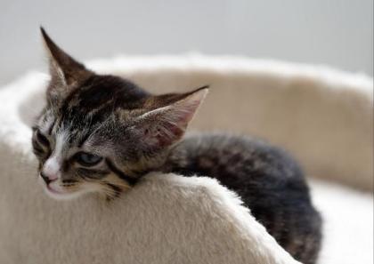 Nala - sucht dringend ein Zuhause aus dem Tierschutz / gechipt geimpft