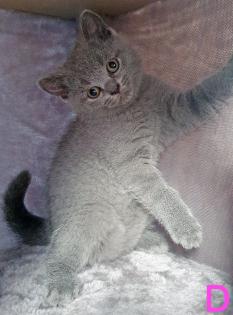 Zuckersüße Kartäuser Kitten
