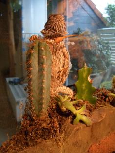 Bartagame und Terrarium Zubehör für Euro 390 -