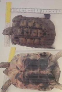 Testudo Graeca