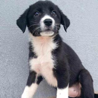 Sally - spielt apportiert und kuschelt gern