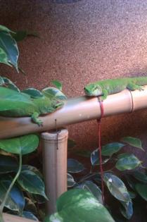 Madagaskar Taggecko 6Stk davon 3Jung zwei Terrarien Inkubator etc.