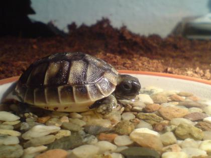 Griechische Landschildkröten 2022/2010