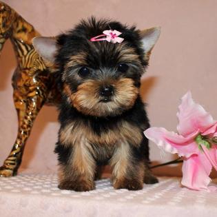 Schöne häusliche Yorkshire Terrier Welpen