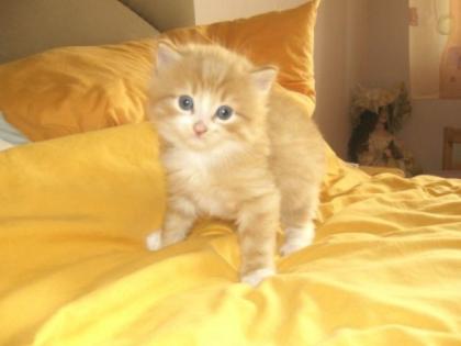 Main Coon Mix Kater 8 Wochen alt rot weiß getigert
