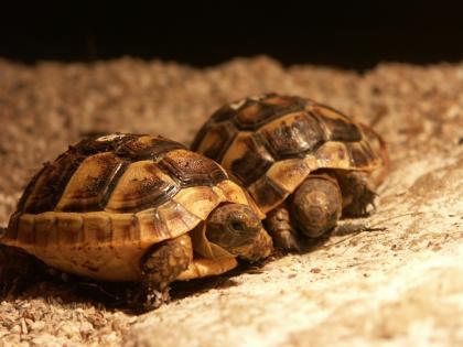 Maurische Landschildkröten Nachzuchten von 2022