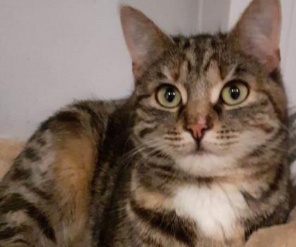 Curley - unvermittelbar aus dem Tierschutz