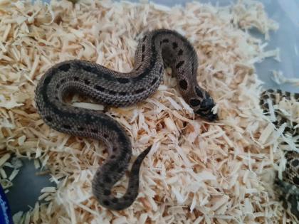 Letzte Heterodon Nasicus NZ 24
