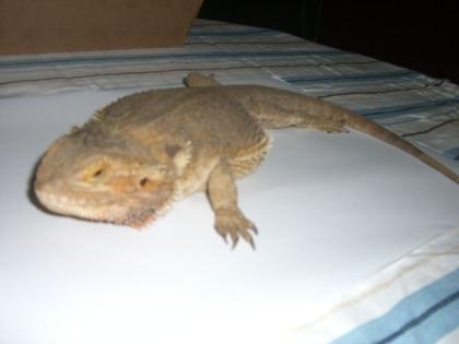Weibliche Bartagame Pogona vitticeps Terrarium zu verkaufen