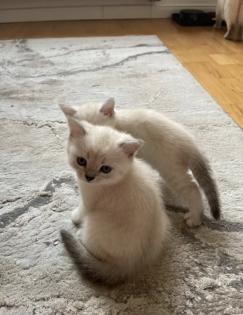 Abgabe bereite BKH blue point kitten