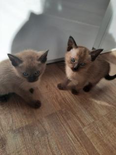 Tonkanese Kitten -650 00 Euro VB