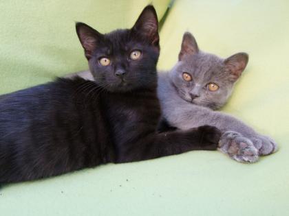 Vier kleine Katzen / Kätzchen / Kitten