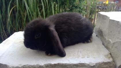 Mini-Zwergkaninchen Widder
