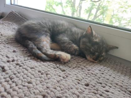 Heilige Birma Mix Kitten