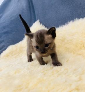 Reinrassige Burma Kitten