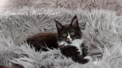 Wunderschöne reinrassige Maine Coon Kitten