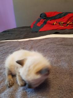 Reinrassige Siam Kitten Balinesisch