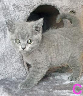 Zuckersüße Kartäuser Kitten