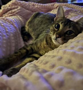 Evita sucht neues Zuhause