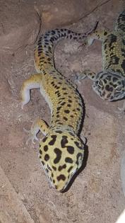 Leopardgeckos 1 Männlein 2 Weiblein sowie 1 weibliches Jungtier