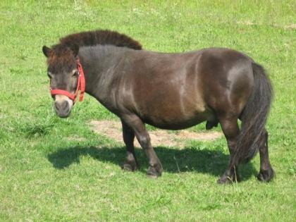 Mini Shettywallach 7 Jahre 0 89m 350 VHB