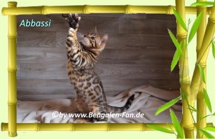 Bengal Kater Abbassi immer gut gelaunt fröhlich und lieb