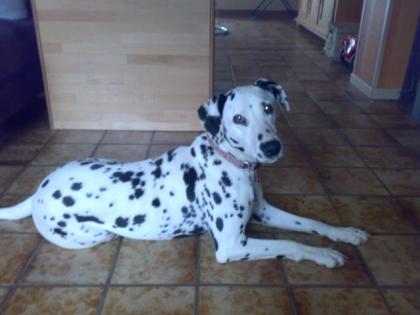 2 Jahre alte Dalmatienerhündin