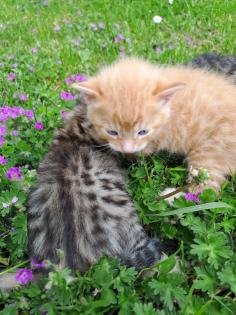 Edelmix Sibirische Waldkatze und Bengal Kitten