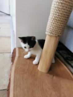 Katzenbabys Kitten abzugeben