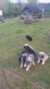 Sarplaninac Welpen Herdenschutzhund