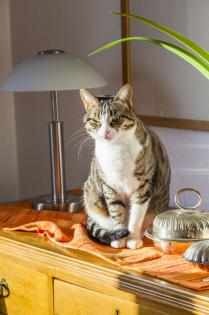 MOBILE HAUS- und TIERBETREUUNG