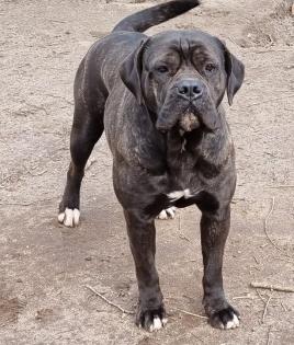 Cane Corso mit AHNENTAFEL