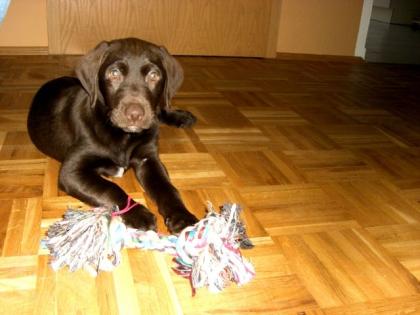 Labrador junghund