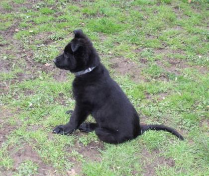 Onyx Rüde Welpe Altdeutscher Schäferhund DDR Linien
